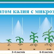 Гумат калия на кукурузу БЕСПЛАТНАЯ ДОСТАВКА фото