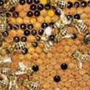 Пчелопакеты Украинская степная