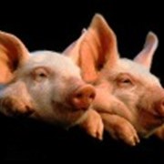 Свиньи живым весом фото