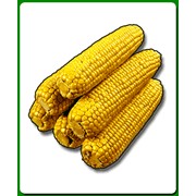 Кукуруза в початках (Весовая) фотография