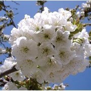 Слива Prunus Avium 40-60