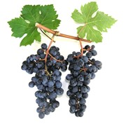 Саженцы винограда винных сортов Каберне Совиньон, Крым, продажа