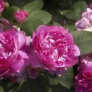 Центифольные розы фотография