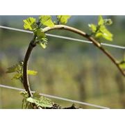 Проволока стальная для подвязвки виноградников хмеля 10-40-60мм ограждений сеток фото