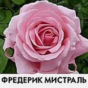 Саженец розы Фредерик Мистраль фото