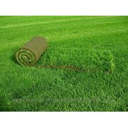 Рулонный газон.Укладка рулонного газона. фото