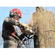 Удаление деревьев.Обрезка дерева Срезать дерево в Харькове фото