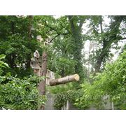 Спилить дерево Киев, в Киеве и Киевской области. фото