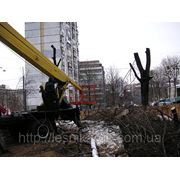 Спиливание тополей Киев фото