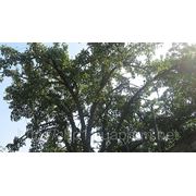 Валка деревьев в Донецке и области фото