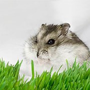 Корм для хомяков фото