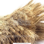Пшеница IV класса фотография