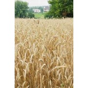 Пшеница озимая “Зиск“ елита. фото
