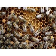 Пчелиные семьи и отводки