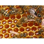 Пчелиные семьи и отводки фото