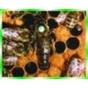 Бджоломатки карпатських бджіл фото