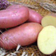 Картофель Сагитта
