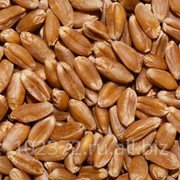 Семена Яровой пшеницы “Симбирцит“ элита , от производителя фото