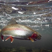 Форель радужная фото