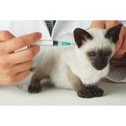 Вакцины для Кошек фотография