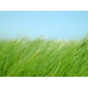 Отдушка косметическая Зеленая трава запах: ландыш мускусный травянистый. Присутвуют нотки летнего утра и свежескошенной травы. Весенний луг радует взгляд и душу: море свежей зелени милые полевые цветочки жужжащие насекомые