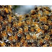 Настойка пчелиного подмора натуральный фотография