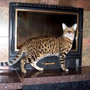 Бенгальский котенок фото