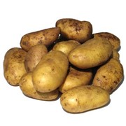 Картофель купить, урожай картофеля 2012 год фото