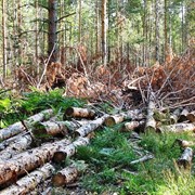 Охрана леса и лесосек фото