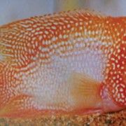 Рыбка аквариумная Нотобранхиус рахова