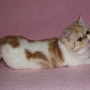 Экзотические котята красный серебристый мраморный на белом фотография