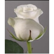 Розы белые Акито фото