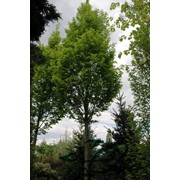 Граб обыкновенный ‘Frans Fontaine’ — Carpinus betulus ‘Frans Fontaine’ фото