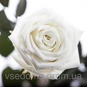 Долгосвежая роза Белый Бриллиант в подарочной упаковке фотография