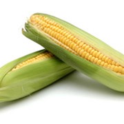 Наномикс кукуруза элита (Обработка семян) фотография
