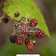Экспертиза дикорастущих плодов, ягод и травянистых растений фото