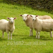 Овцы для развода фото