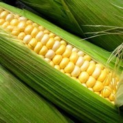 Семена кукурузы сахарной Спирит фото