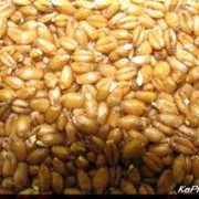 Пшеница. фото