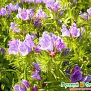 Цветы Эхиум Критский букет,смесь 0.2г Русский Огород фотография