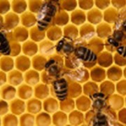 Пчела мёдоносная фото