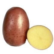 Беллароза - семенной картофель фото