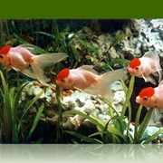 Корм для аквариумных рыб фото