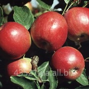 Яблоки свежие из холодильника Айдарет фотография