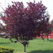 Слива Prunus Cerasifera Myrobolana 20-40