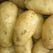 Картофель в Украине, Купить, Стоимость