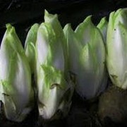 Цикорий салатный семена фото
