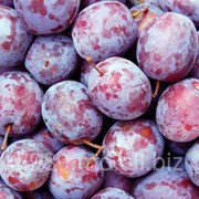Cel mai bun pret la prune in Moldove фото