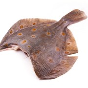 Рыба Камбала б/г фото