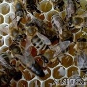 Пчелопакеты Карпатка фото